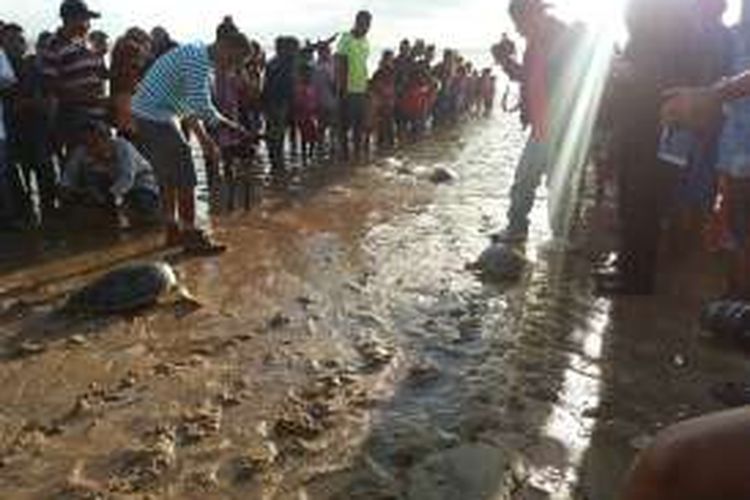 Ratusan Warga Desa Oenggae, Kecamatan Pantai Baru, Kabupaten Rote Ndao, Nusa Tenggara Timur (NTT), sedang antusias menyaksikan pelepasan penyu kembali ke habitatnya di dalam laut