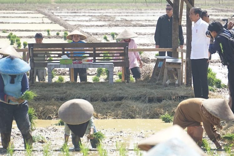 Presiden RI Joko Widodo saat meninjau masa tanam padi di Desa Kaibahan, Kesesi, Kabupaten Pekalongan Jawa Tengah.