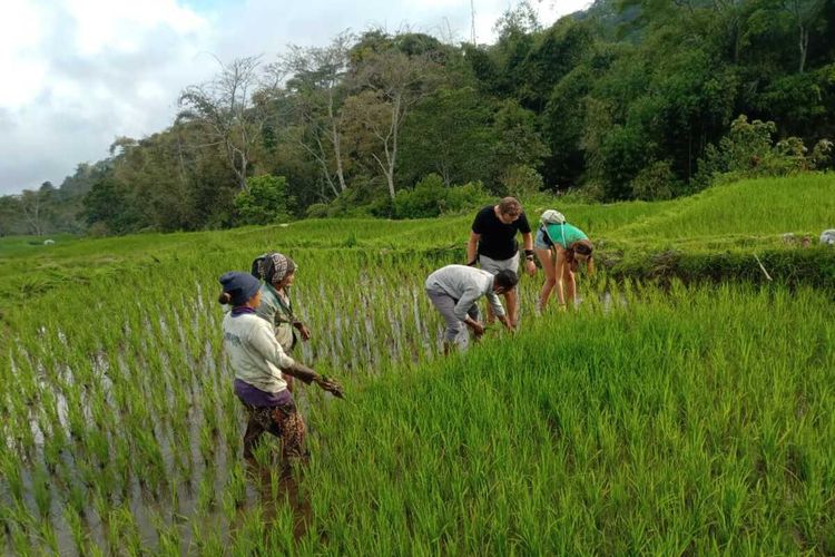 Turis asal Swiss bergabung dengan petani untuk menyiangi rumput di areal persawahan, Jumat, (2/9/2022) sambil berwisata di.Air Terjun Cunca Caru dan destinasi lainnya di Desa Golo Loni, Kecamatan Ranamese, Kabupaten Manggarai Timur, NTT. 