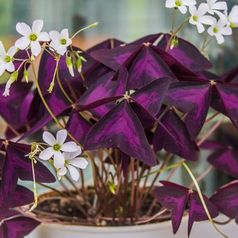 Illustration of an oxalis ornamental plant. 