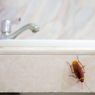 Sering Muncul di Kamar Mandi, Kenapa Kecoa Menyukai Tempat Ini?