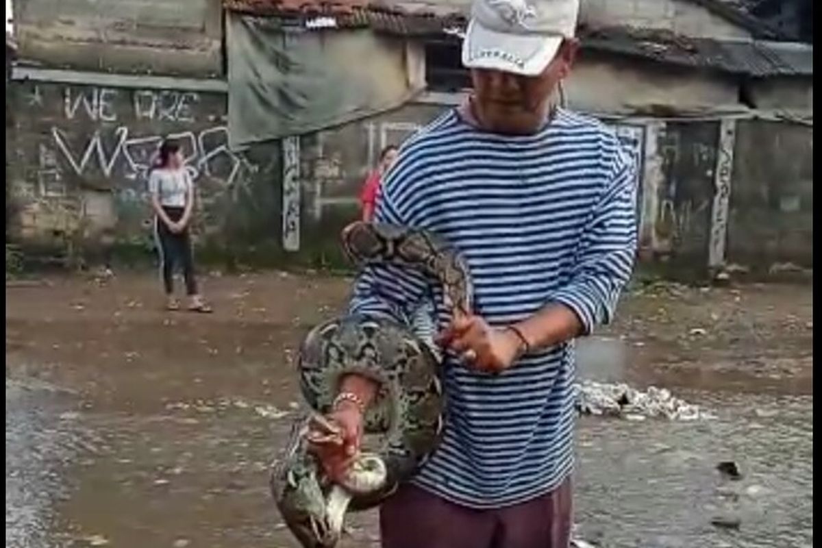 Warga yang bermukim di RT 09 RW 10 Kelurahan Kedaung, Pamulang, Tangerang Selatan menangkap ular sanca sepanjang sekitar 3 meter saat benjir melanda wilayahnya pada Senin (27/1/2020) kemarin. 