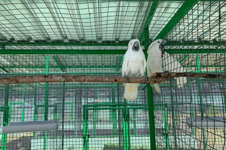 Delapan ekor burung kakatua hasil translokasi dari Balai Besar Konservasi Sumber Daya Alam (KSDA) Jawa Timur diterima BKSDA Maluku, Minggu (13/11/2022)