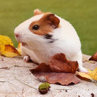 Ilustrasi guinea pig atau tikus belanda.
