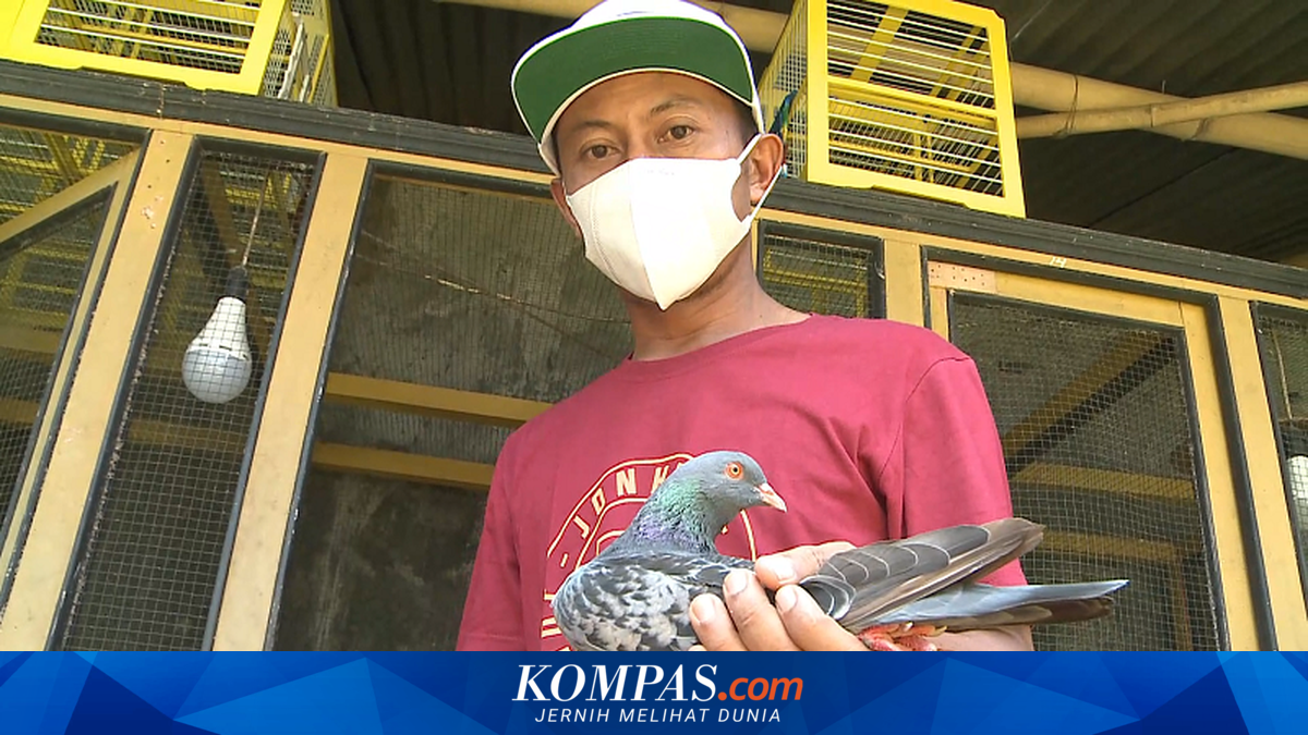Mengenal Merpati Jaguar dan Rampok Seharga Rp 1,5 M dan Rp 2 M, Bikin ...