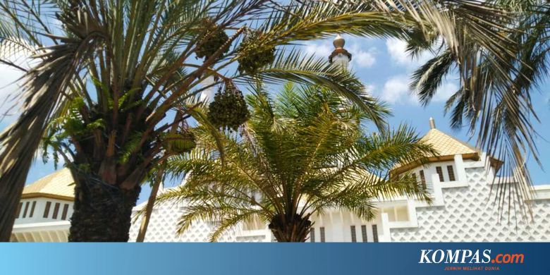 4 Pohon Kurma yang Hebohkan Warga: Dikira Pohon Salak hingga Berbuah Saat Ramadan