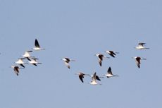 Saat Burung-burung Migran dari Seluruh Dunia Singgah di Danau Limboto...