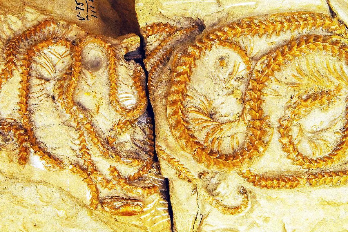 2 Fakta Spesies Aneh Ular Kuno di Inggris