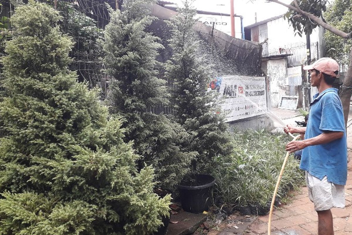 Jelang perayaan Hari Natal yang jatuh pada 25 Desember 2018 membawa keuntungan bagi pedagang pohon cemara, Abdullah di Jalan Arteri Kelapa Dua, Kebon Jeruk, Jakarta Barat.