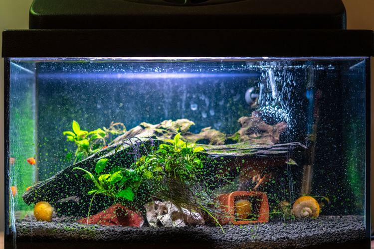 Ilustrasi akuarium ikan hias. 