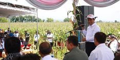 Mentan Minta Bulog Serap Hasil Panen Jagung Petani 