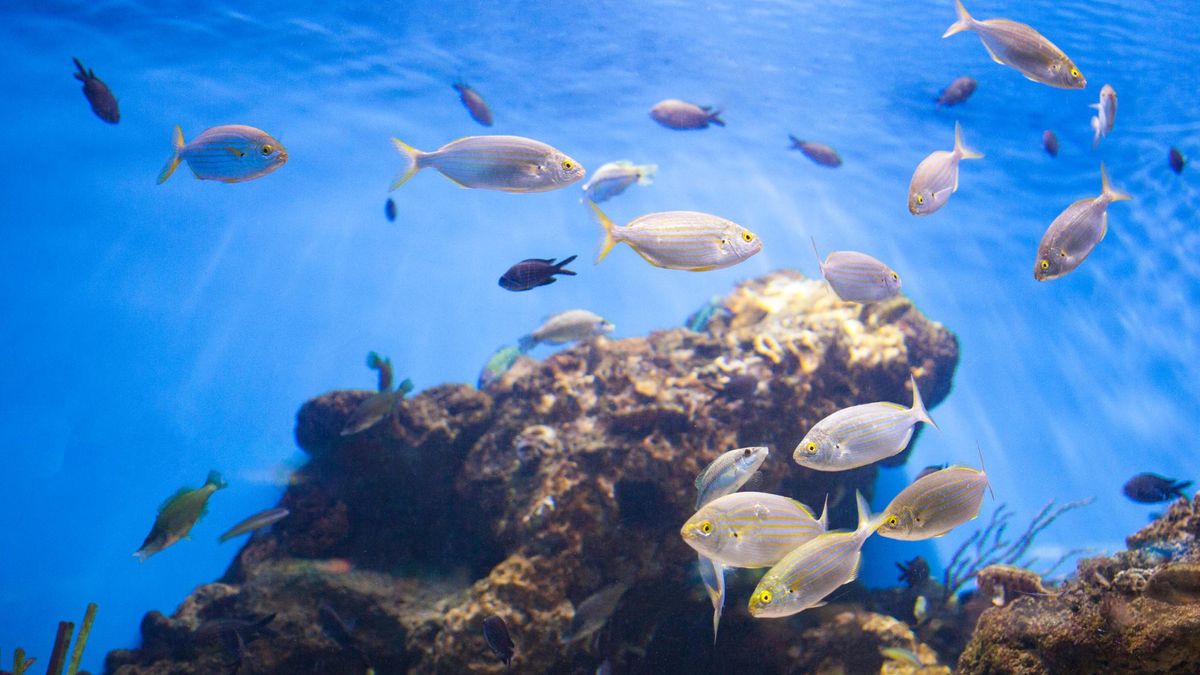 Dampak Pemanasan Samudra, Ukuran Hewan Laut Terus Mengecil