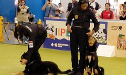 Bukan Cuma Jadi Pelacak, Ini Tugas Anjing K9 Pomau