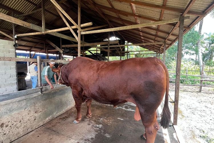 Hobi Konsumsi Jamu dan Gula Merah, Sapi 1 Ton Asal Kubu Raya Jadi Hewan Kurban Presiden