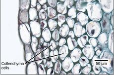Jaringan Kolenkim: Pengertian dan Fungsinya
