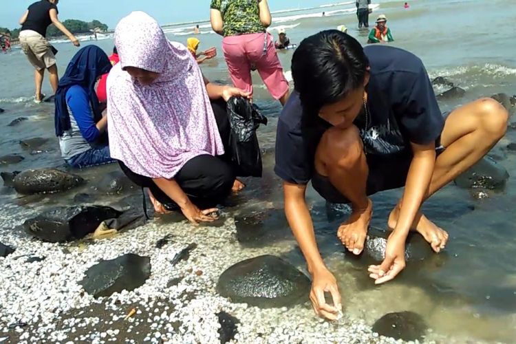 Warga Kendal saat mencari kerang yang terdampar akibat gelombang tinggi di Pantai Sendang Sikucing, Jumat (4/1/2019). 