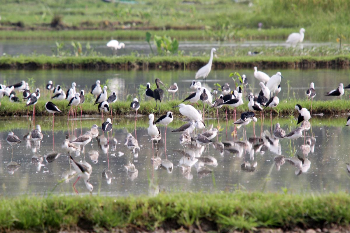 Berbagai jenis burung hidup dan tinggal Danau Limboto. Danau ini kaya endapan lumpur karena menjadi muara dari 23 sungai.