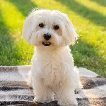 Ilustrasi ras anjing Maltese. 