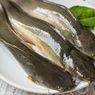 Cara Budidaya Lele Buat Rumah Lahan Sempit, Biar Bisa Makan Ikan Setiap Saat