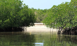 Kemenhut: Alih Fungsi Lahan Mangrove Dilarang, Silvofishery Jadi Alternatif