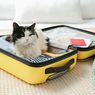 Mudik Bawa Kucing Naik Pesawat, Ini Syarat dan Prosedurnya