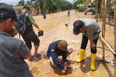 Dikira Harimau, Jejak Kaki Kucing Hutan Bikin Heboh Warga Musi Banyuasin