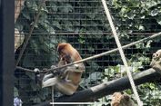 Bayi Bekantan ke-8 Lahir di Batu Secret Zoo Jatim Park 