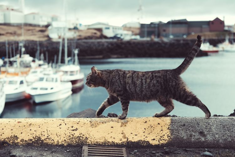 Kucing di Siprus tersebar di mana-mana, bersantai di tepi kolam renang, di pelabuhan, bahkan di kursi-kursi bar.