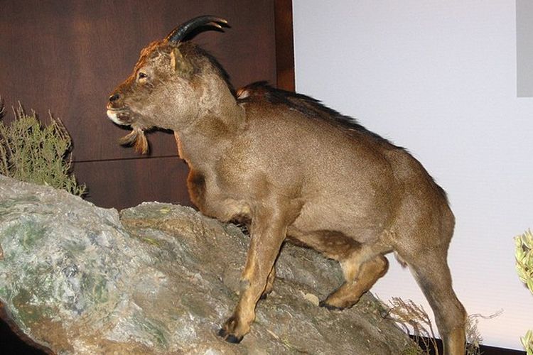 Rekonstruksi yang menunjukkan rupa spesies kambing purba Myotragus balearicus, satu-satunya mamalia berdarah dingin.