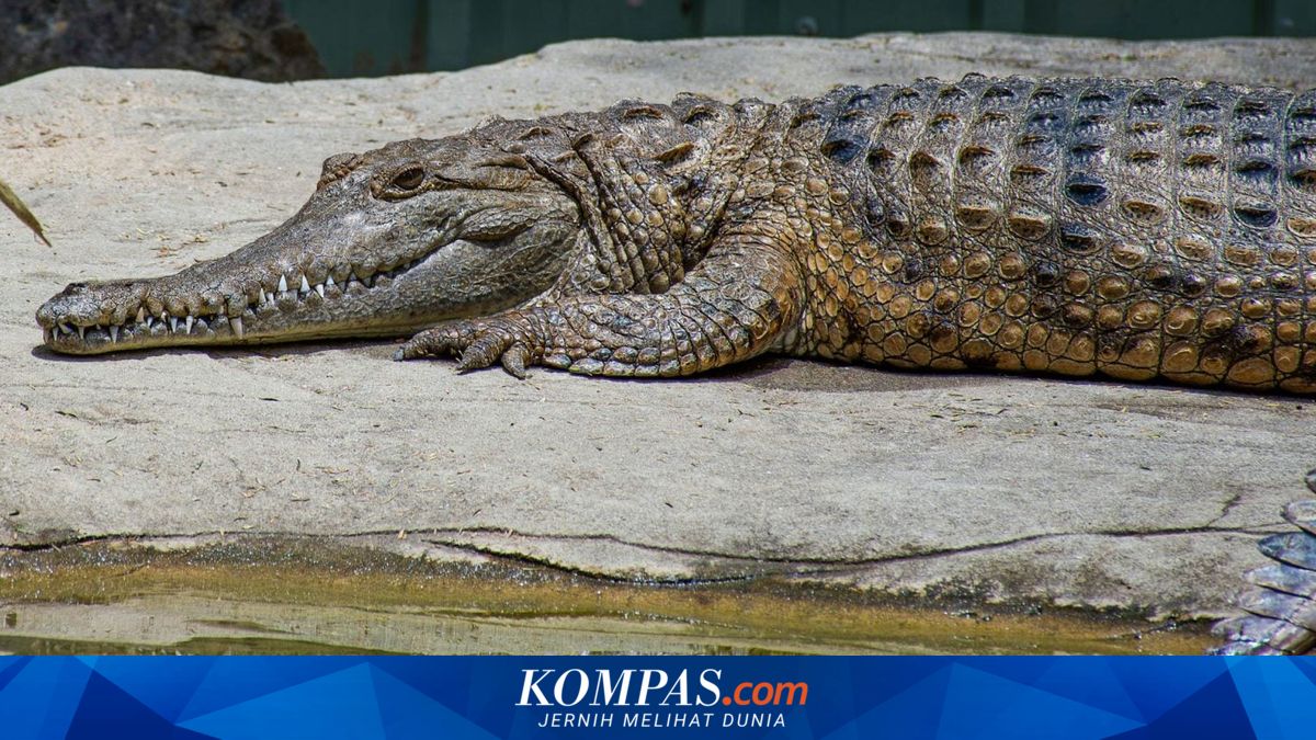 50 Juta Tahun Mendominasi Australia, Buaya Purba Ini Punah Saat Manusia Datang