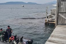 Seekor Paus Terdampar di Perairan Banyuwangi, Sempat Ditarik ke Tengah Laut tapi Gagal