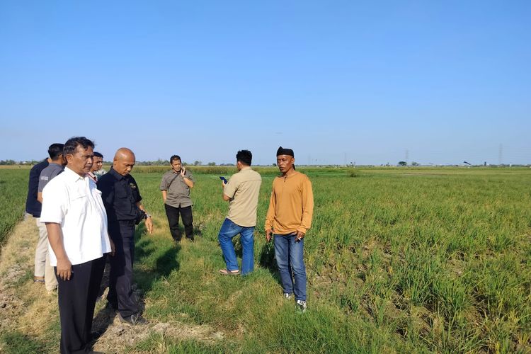 7 Kecamatan di Subang Dilanda Kekeringan, Ratusan Hektar Tanaman Padi Dipastikan Gagal Panen