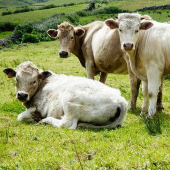 Ilustrasi sapi. Pedagang daging sapi di pasar tradisional menghadapi tekanan harga bahan baku yang terus meningkat.