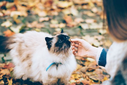 Bolehkah Kucing Makan Alpukat?