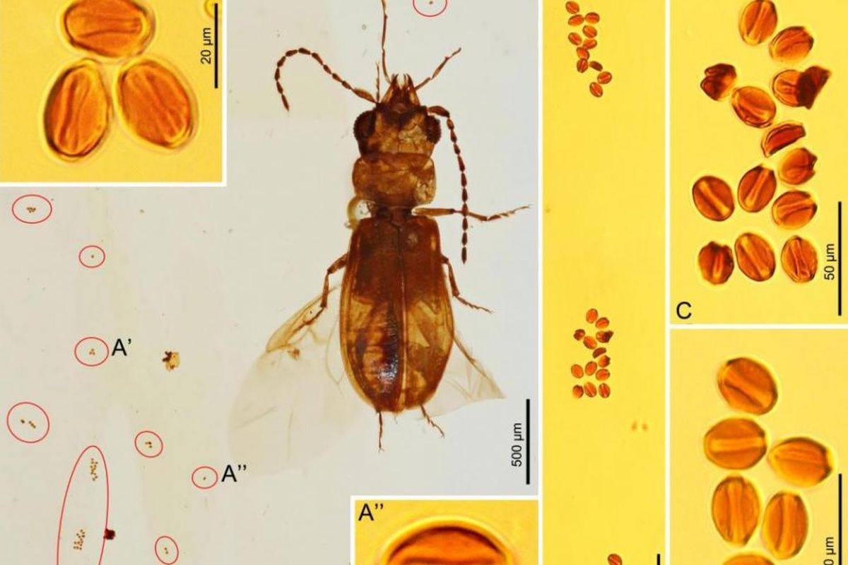 Fosil kumbang yang terjebak di batu ambar berumur 99 juta tahun, mengungkap hubungan tanaman sikas dan kumbang boganiid kuno. 