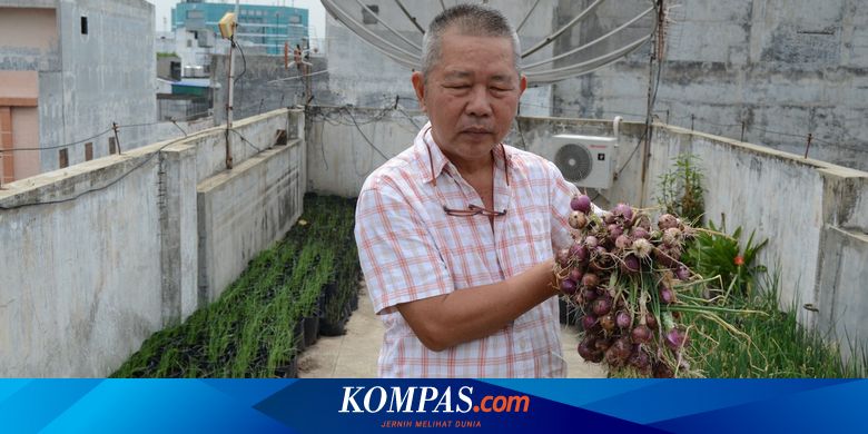 Petani Bawang Merah Brebes Panen Hasilnya Untung Okezone Economy