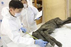 Bangkitkan Kuda Purba, Ilmuwan Ambil Darah Cair dari Mumi 42.000 Tahun