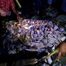 8 Tradisi Natal di Indonesia, Ada Bakar Batu Khas Papua