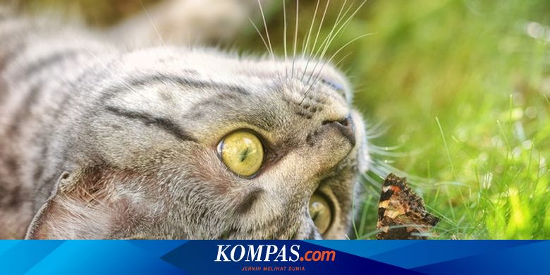Awas, 6 Jenis Serangga Ini Berbahaya bagi Kucing