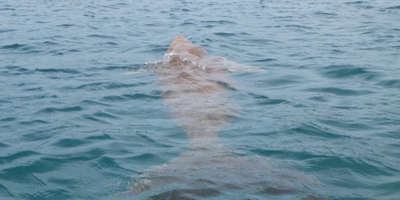 Dugong di Pantai Mali, Alor.