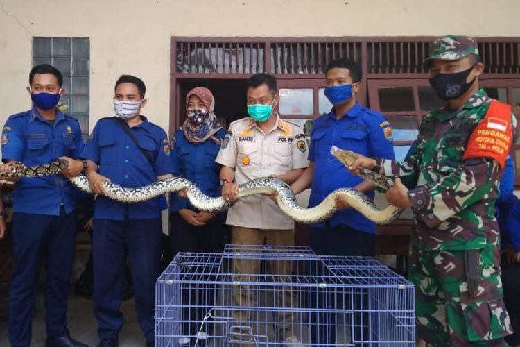 Petugas Damkar Kabupaten Grobogan, Jawa Tengah berhasil mengevakuasi ular piton sepanjang empat meter, Rabu (14/10/2020).