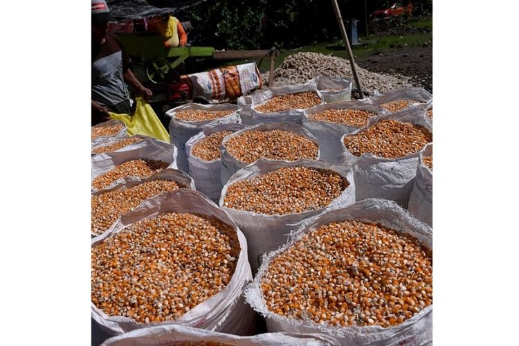 Jagung menjadi salah satu komoditas andalan bagi masyarakat Desa Daenaa. 