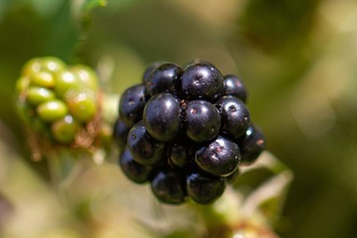 Ilustrasi buah blackberry siap panen