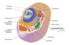 Mengapa Lisosom Mampu Melakukan Pencernaan?
