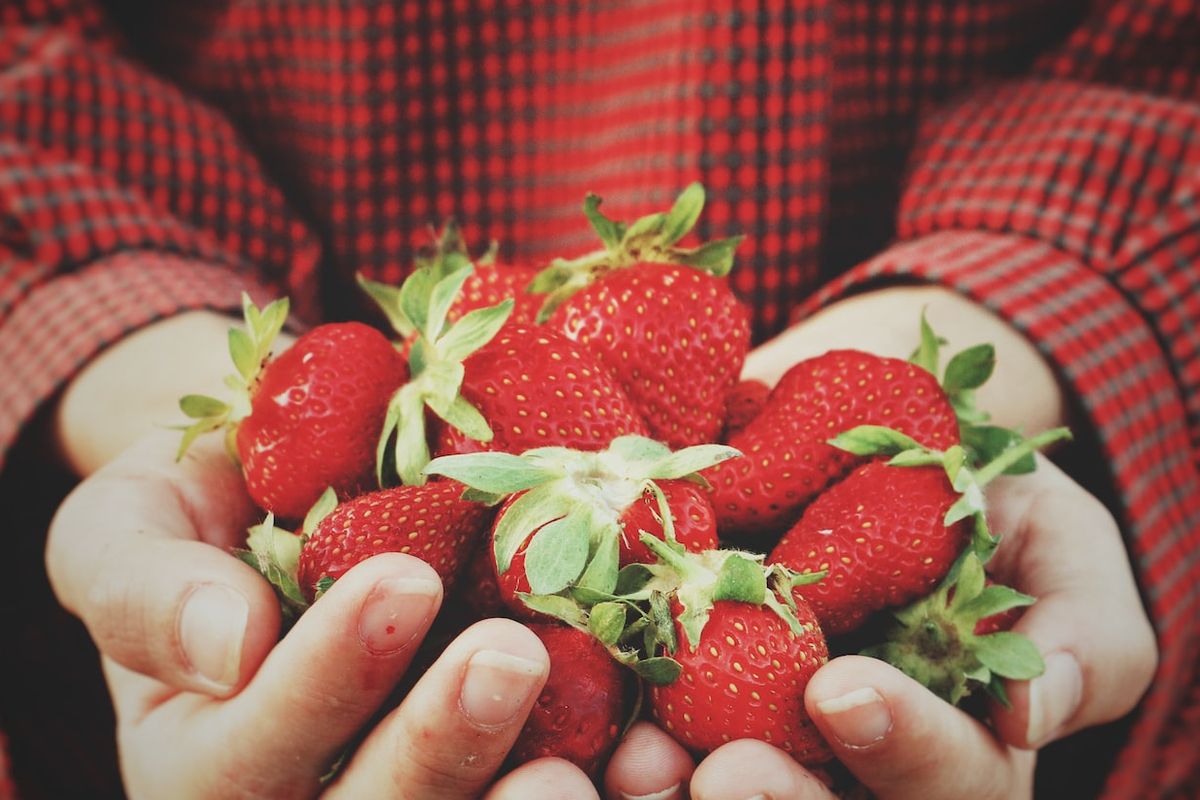 Ilustrasi buah stroberi, strawberry.