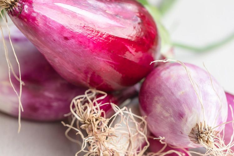 Ilustrasi bawang merah.