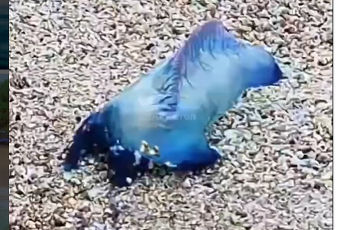 Apa yang harus dilakukan jika tersengat ubur-ubur?