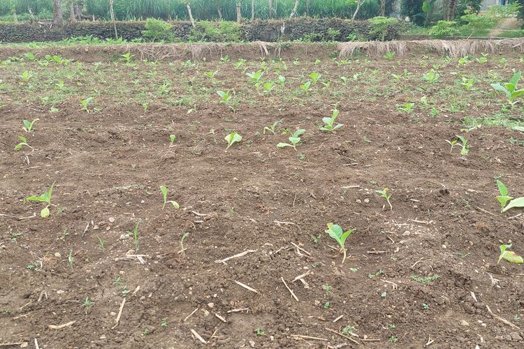Lahan tembakai milik petani di Sumenep yang sempat gagal tanam. 