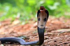 Ular Kobra 3,5 Meter Teror Warga Perumahan di Probolinggo, 5 Petugas Damkar Turun Tangan