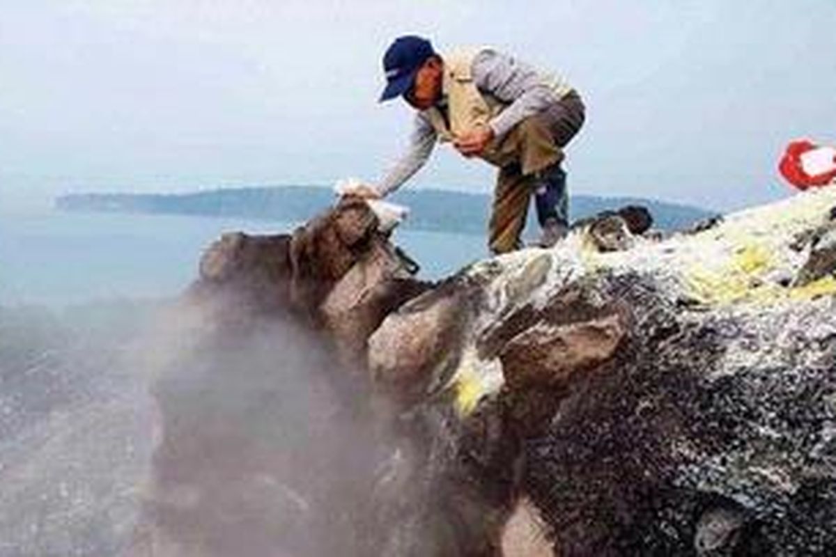 Profesor Tukirin Partomihardjo dari Lembaga Ilmu Pengetahuan Indonesia (LIPI) mengambil sampel dari gundukan yang mengeluarkan uap panas dan gas di lereng Gunung Anak Krakatau, Senin (15/8/2011).